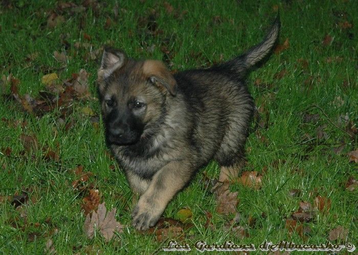 Des Gardiens D'albacasko - Chiot disponible  - Berger Allemand