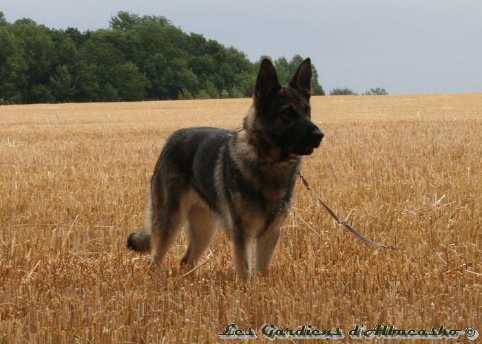 Joyce Des Gardiens D'albacasko