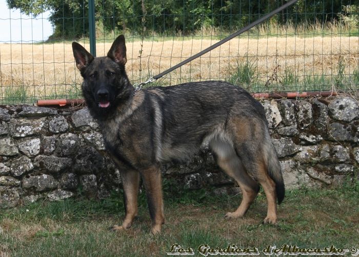 Laika Des Gardiens D'albacasko