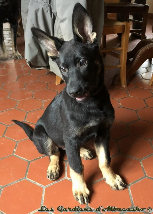 Chiot de 3 mois disponible pour utilisateur !