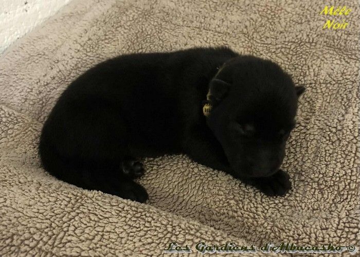Des Gardiens D'albacasko - Chiots disponibles - Berger Allemand