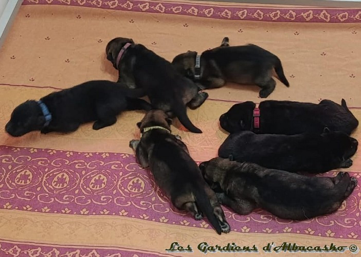 Des Gardiens D'albacasko - Berger Allemand - Portée née le 25/12/2025
