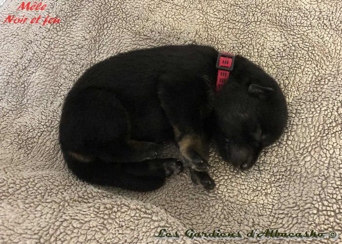Des Gardiens D'albacasko - Chiots disponibles - Berger Allemand