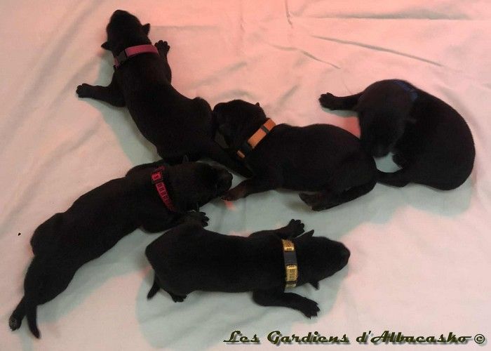 Chiot Berger Allemand Des Gardiens D'albacasko