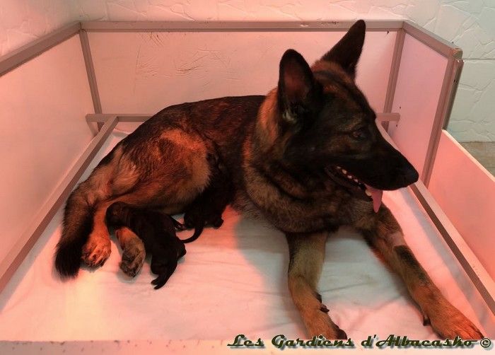 Chiot Berger Allemand Des Gardiens D'albacasko