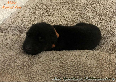 CHIOT