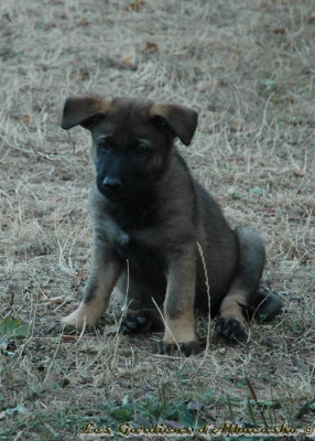 BENJI2