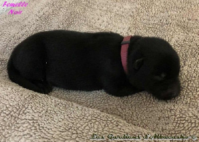 CHIOT