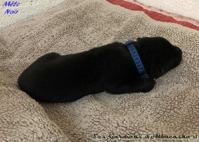 CHIOT