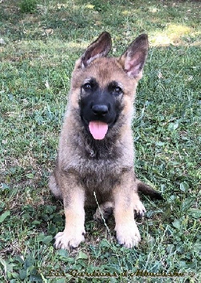 Amarok
