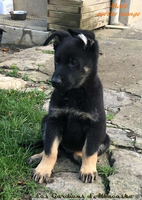 Des Gardiens D'albacasko - Chiots disponibles - Berger Allemand