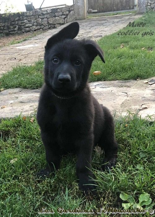 Des Gardiens D'albacasko - Chiots disponibles - Berger Allemand