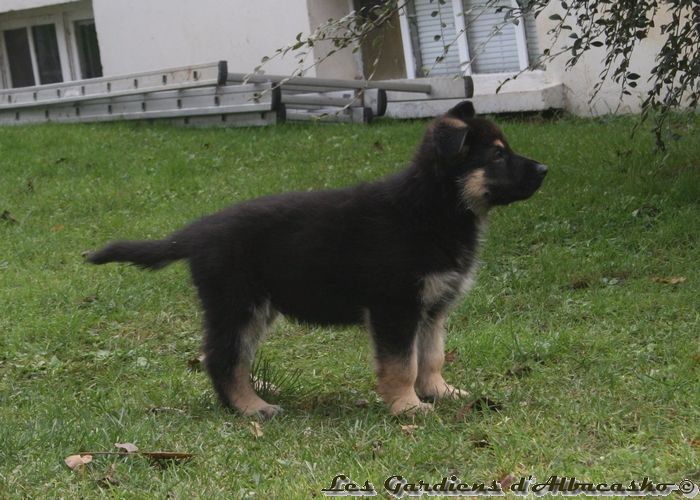 Des Gardiens D'albacasko - Berger Allemand - Portée née le 12/09/2017