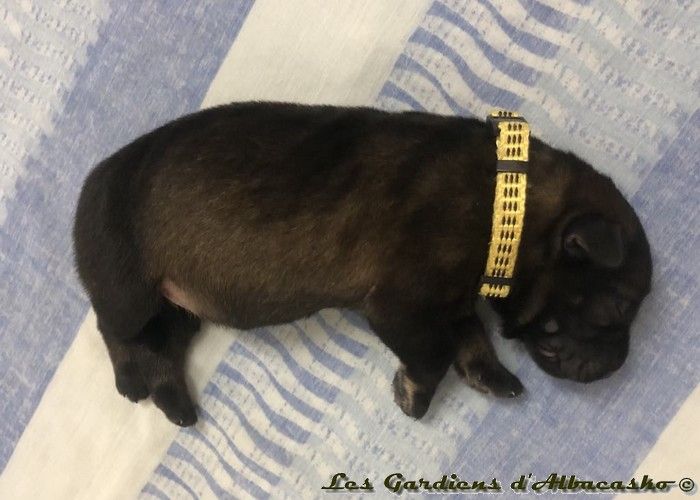 Des Gardiens D'albacasko - Chiots disponibles - Berger Allemand